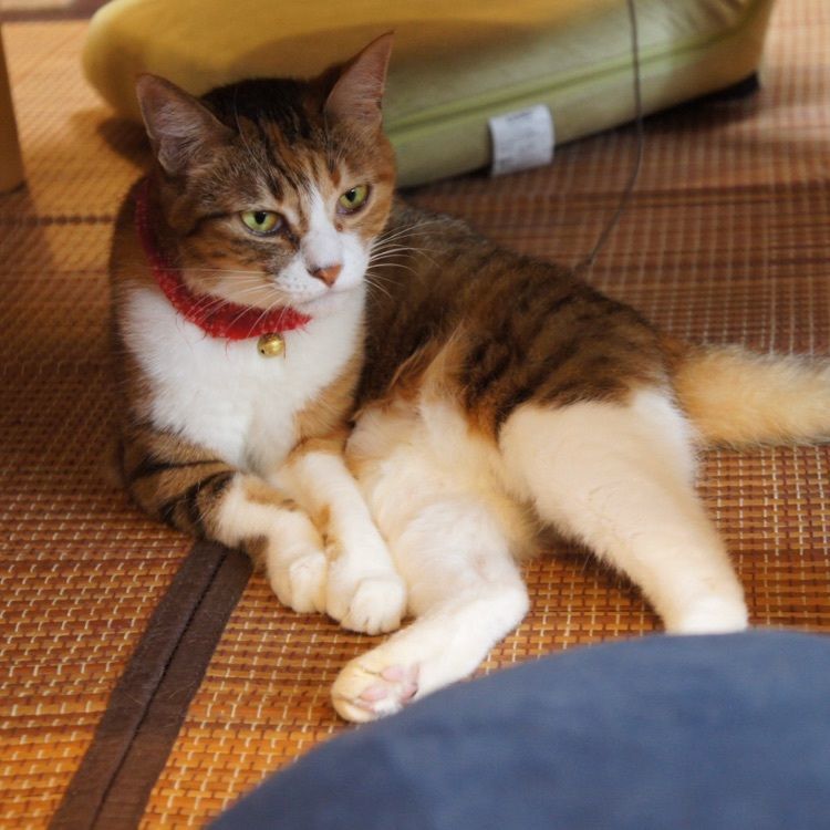 mimiさんが投稿した画像の画像