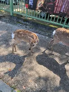 興福寺五重塔