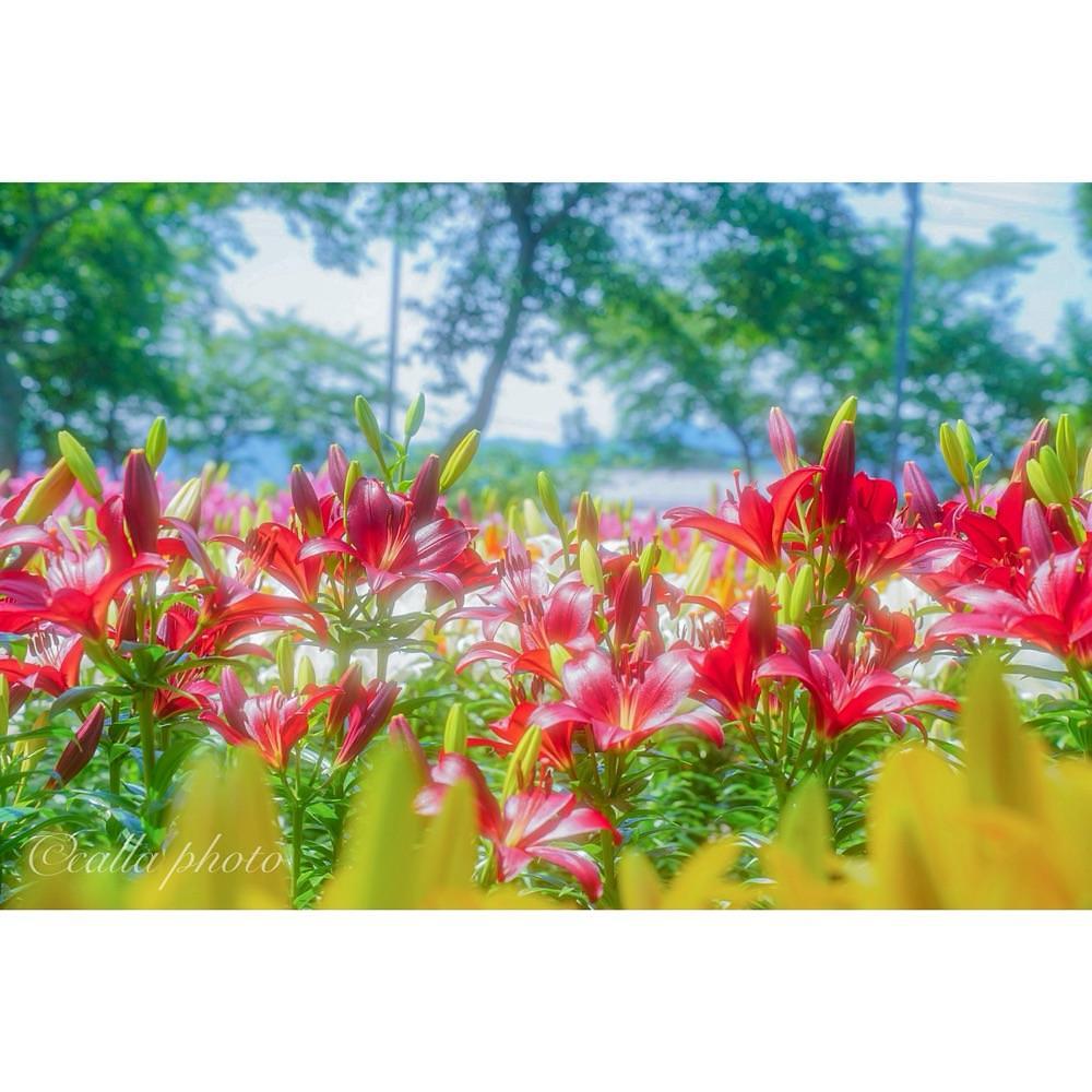urban_garden_243aさんが投稿したささやま玉水に関する口コミの画像
