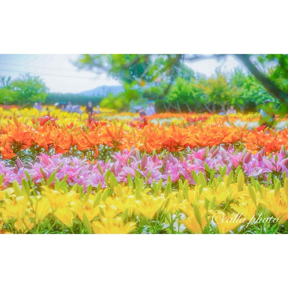 urban_garden_243aさんが投稿したささやま玉水に関する口コミの画像