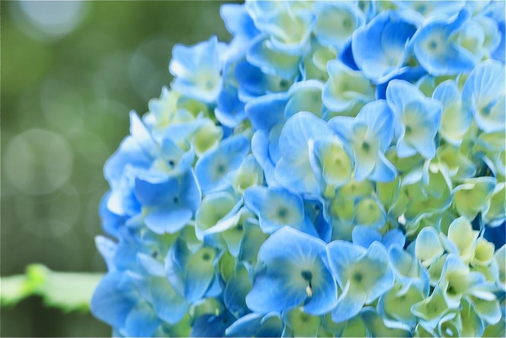 まさまさ　さまさんが投稿した黒羽城址公園のアジサイに関する口コミの画像