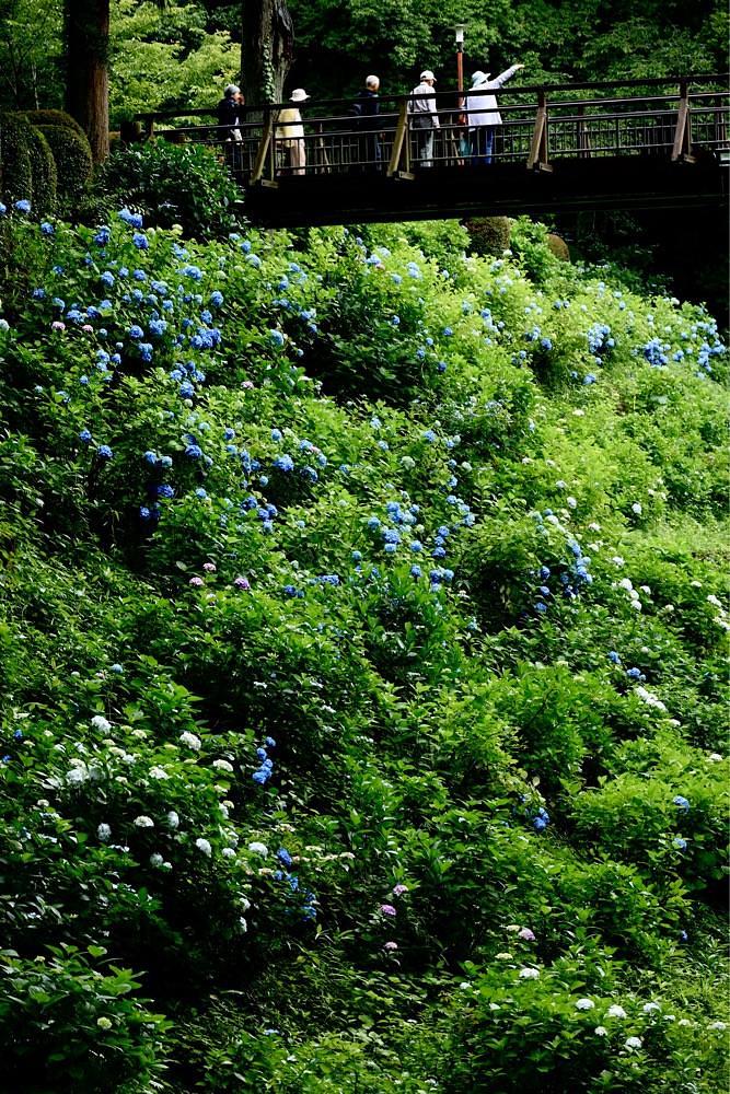 まさまさ　さまさんが投稿した黒羽城址公園のアジサイに関する口コミの画像