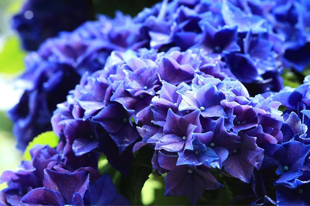 まさまさ　さまさんが投稿した黒羽城址公園に関する口コミの画像