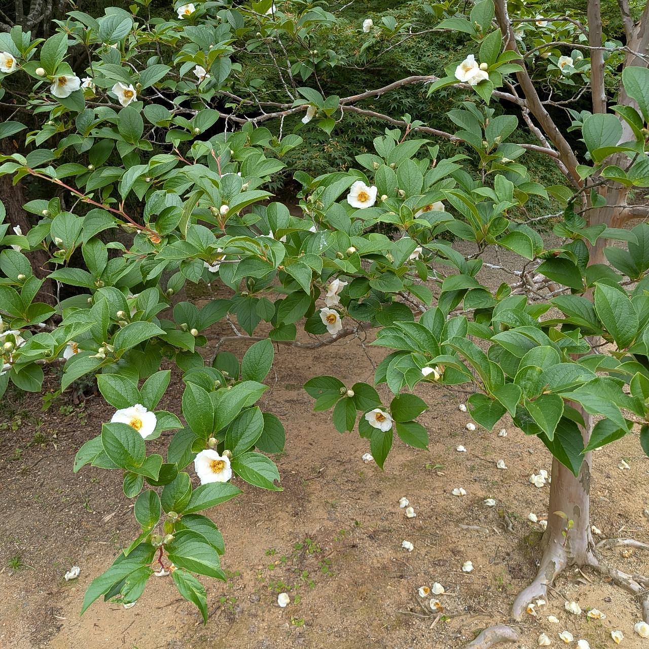 ぬっくさんが投稿したミニストップ 河芸上野店に関する口コミの画像