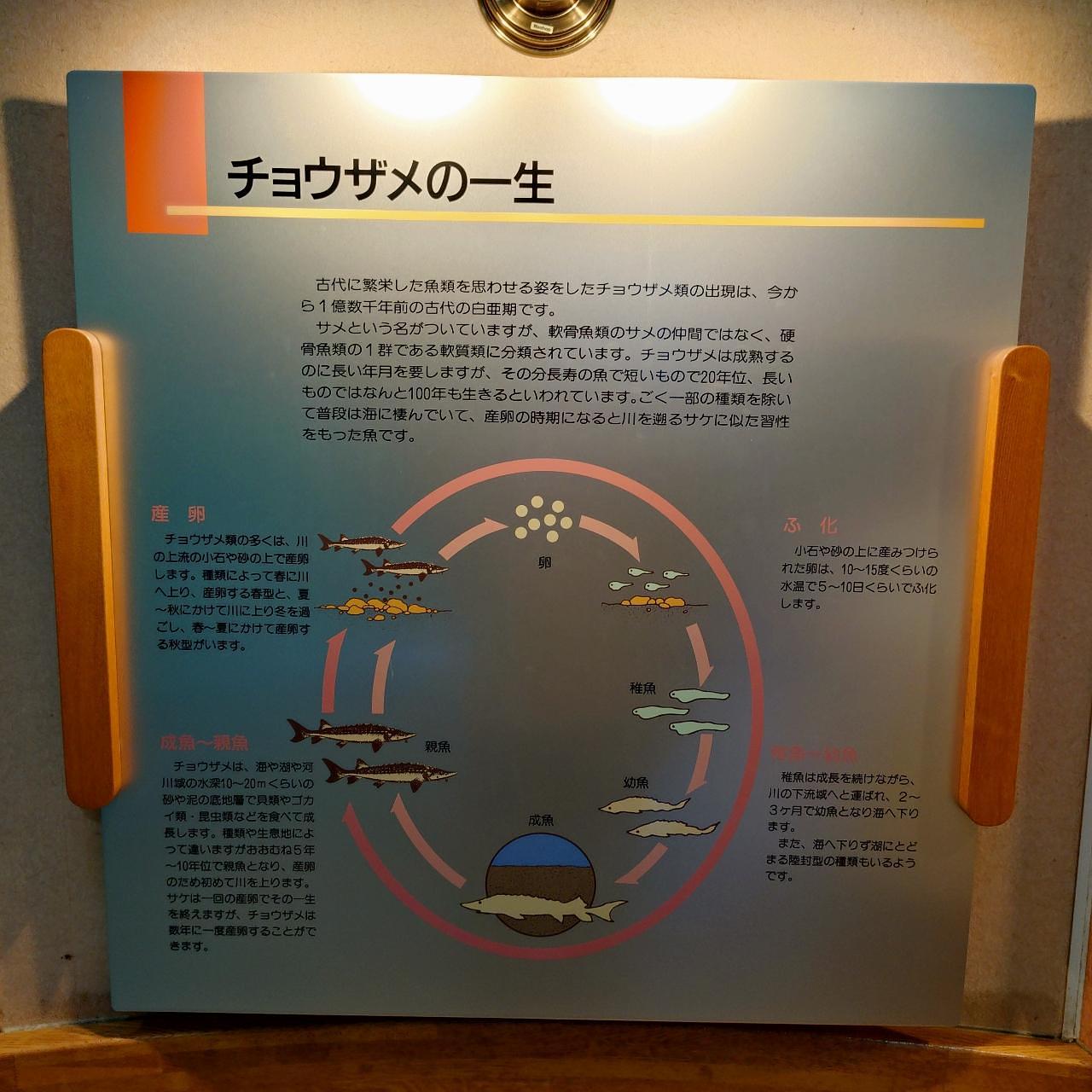 北海道大臣さんが投稿した美深チョウザメ館に関する口コミの画像