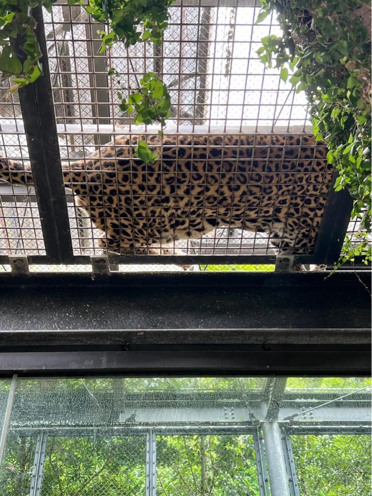 pyonpyono3さんが投稿した福岡市動物園 ゾウ舎に関する口コミの画像