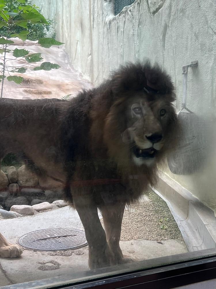 pyonpyono3さんが投稿した福岡市動物園 ゾウ舎に関する口コミの画像