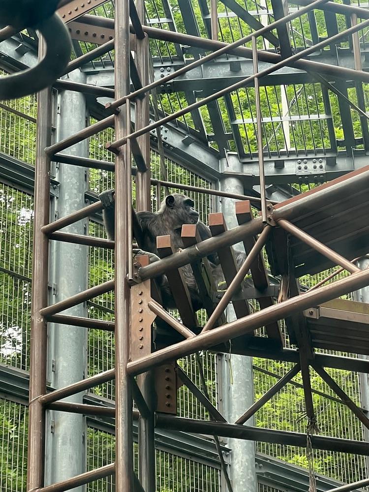 pyonpyono3さんが投稿した福岡市動物園 ゾウ舎に関する口コミの画像