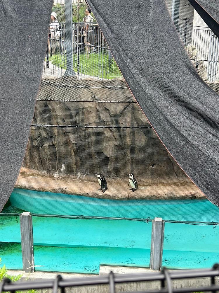 pyonpyono3さんが投稿した福岡市動物園 ゾウ舎に関する口コミの画像