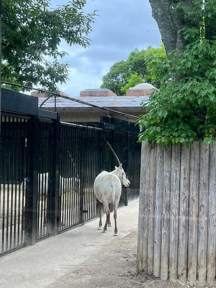 pyonpyono3さんが投稿した福岡市動物園 ゾウ舎に関する口コミの画像