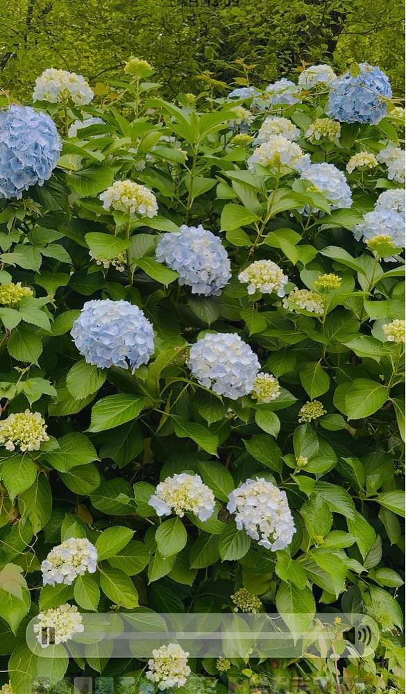 ぺたこ♡さんが投稿した本興寺に関する口コミの画像