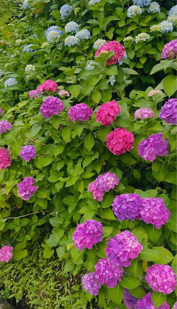ぺたこ♡さんが投稿した本興寺に関する口コミの画像
