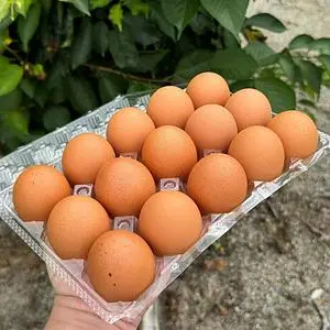 後藤孵卵場 ゴトウたまごセンター