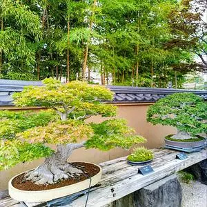 大宮盆栽美術館