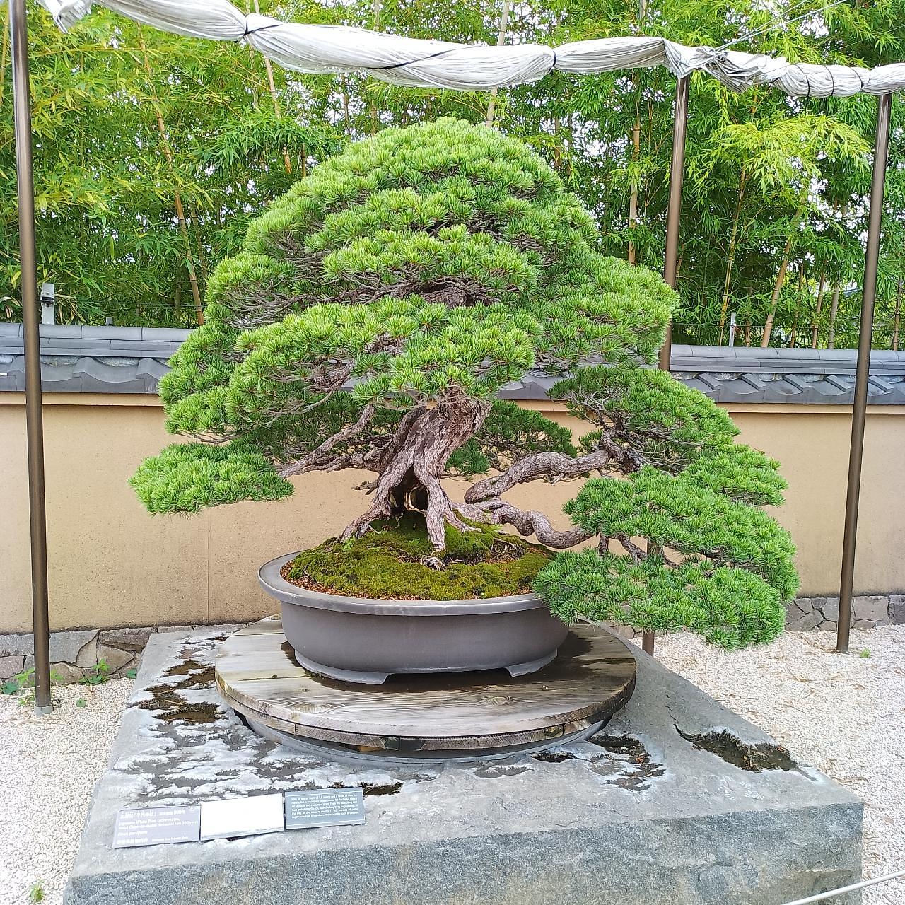 のんびりんこさんが投稿した大宮盆栽美術館に関する口コミの画像