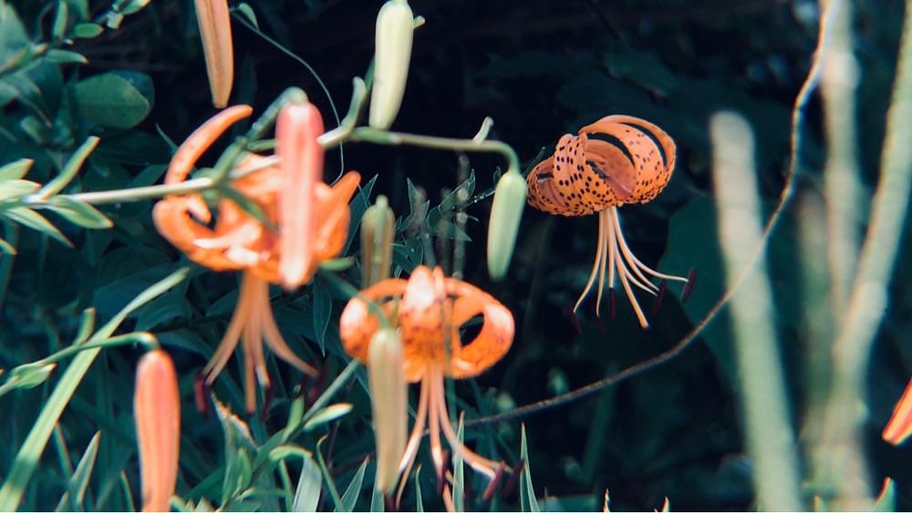 兎きち さんが投稿した蚊口海浜公園に関する口コミの画像