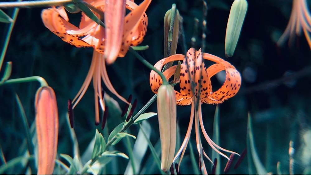 兎きち さんが投稿した蚊口海浜公園に関する口コミの画像