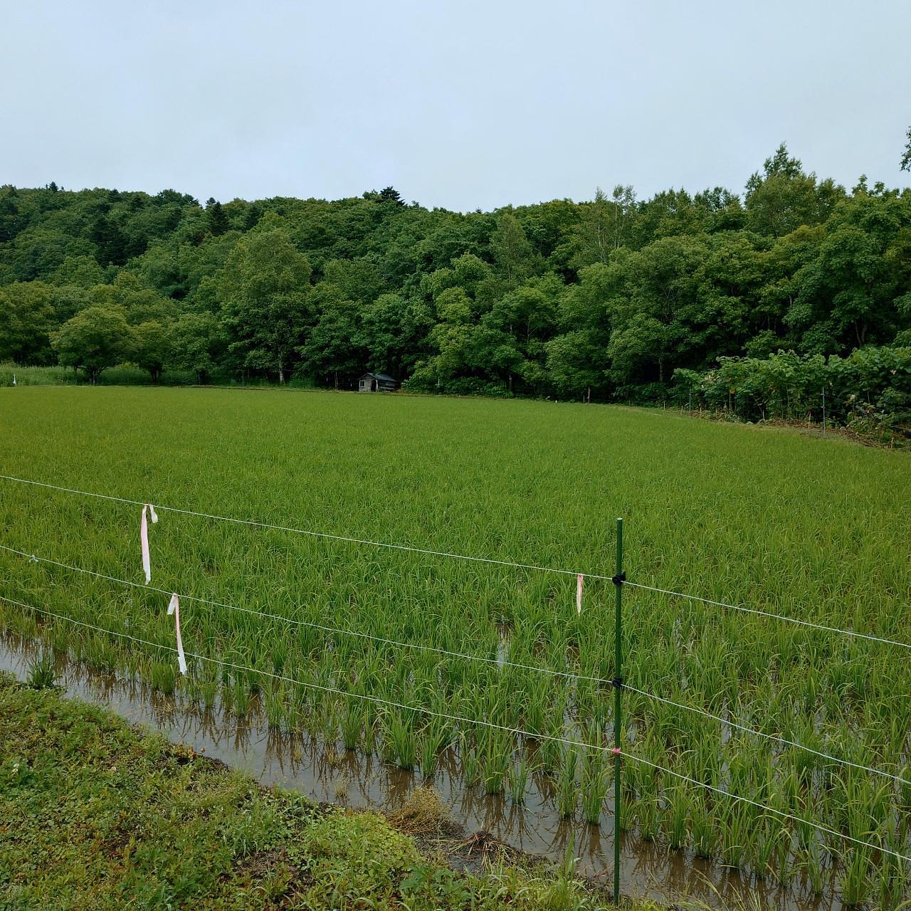 北海道大臣さんが投稿した遠別町に関する口コミの画像
