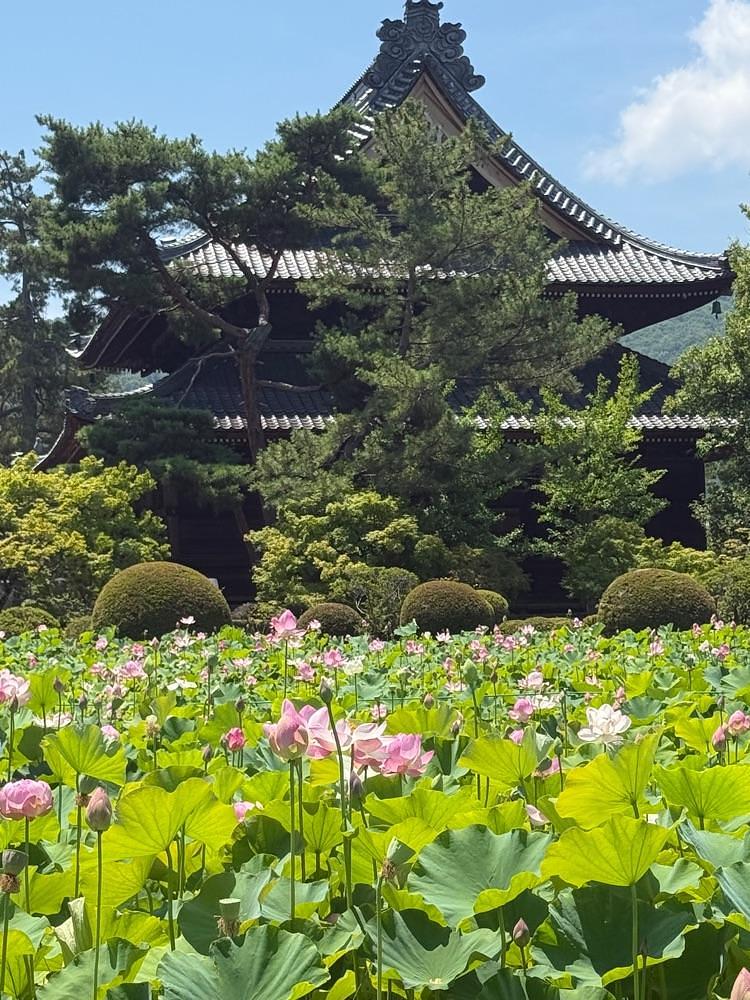 junさんが投稿した信濃国分寺の蓮に関する口コミの画像