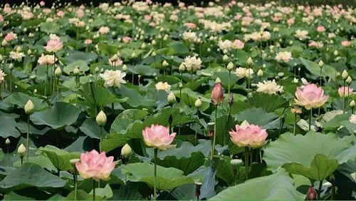 龍光寺（栃木県さくら市）