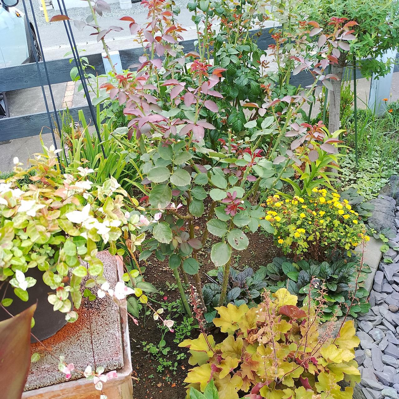 のんびりんこさんが投稿した英国式紅茶とガーデニング　セリーズハウスに関する口コミの画像
