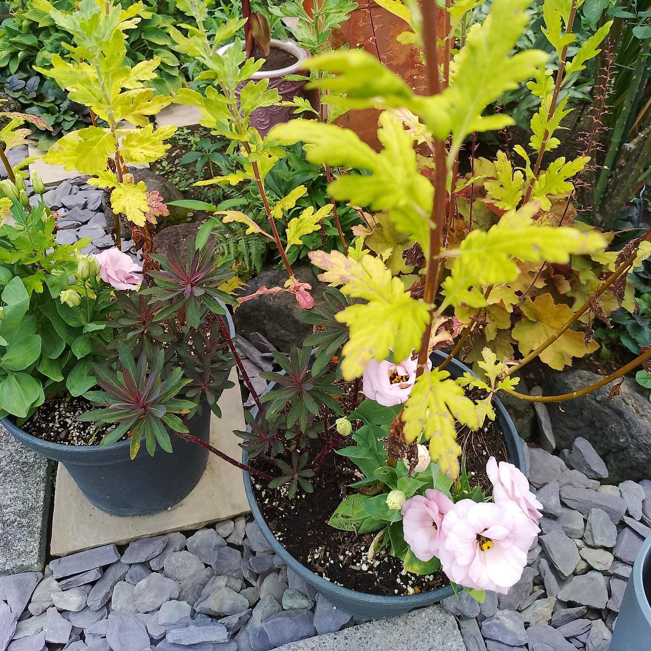 のんびりんこさんが投稿した英国式紅茶とガーデニング　セリーズハウスに関する口コミの画像