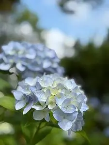 ささやま玉水