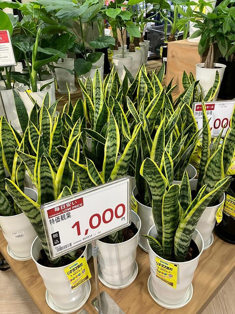 Nさんが投稿したカインズ笛吹店に関する口コミの画像
