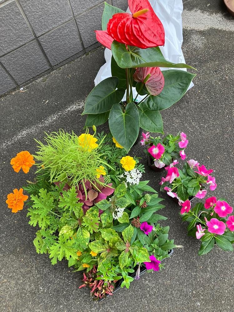 Nさんが投稿したカインズ笛吹店に関する口コミの画像