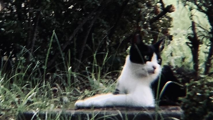 兎きち さんが投稿した宮崎県総合文化公園に関する口コミの画像