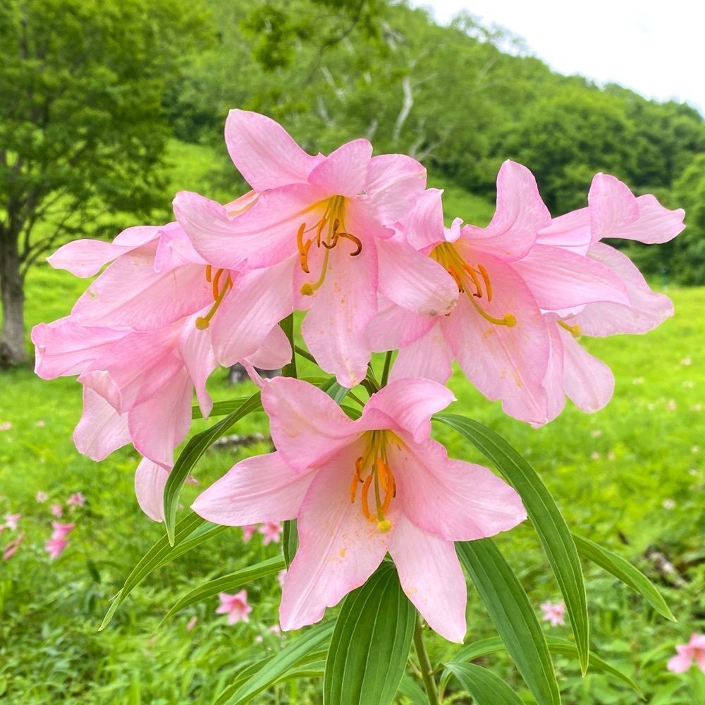 Hy0804の画像