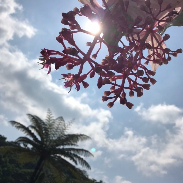 okinawa.nnさんが投稿したよへなあじさい園に関する口コミの画像