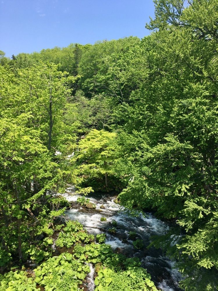 yoshiさんが投稿した雄阿寒岳山麓の原始林に関する口コミの画像