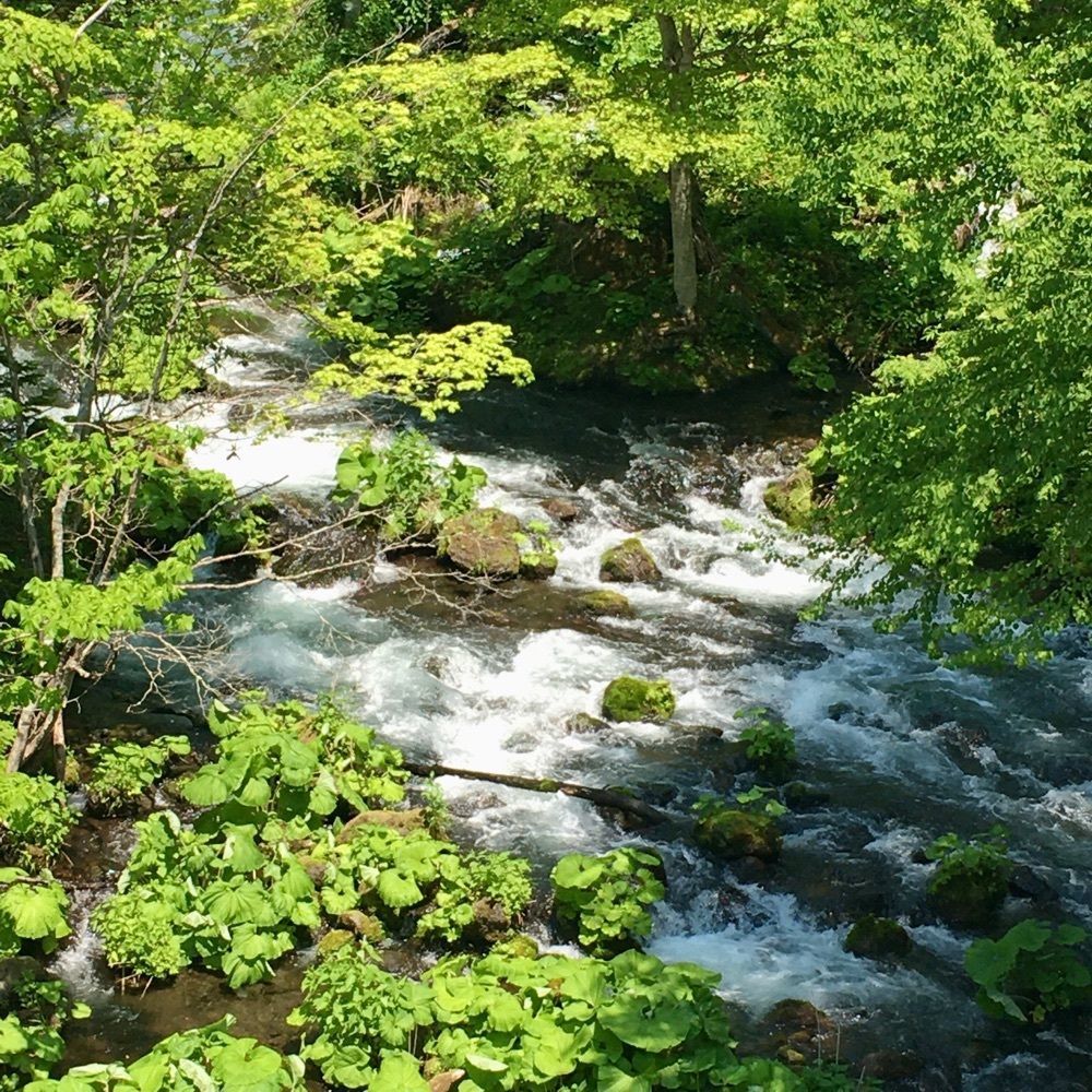 yoshiさんが投稿した雄阿寒岳山麓の原始林に関する口コミの画像