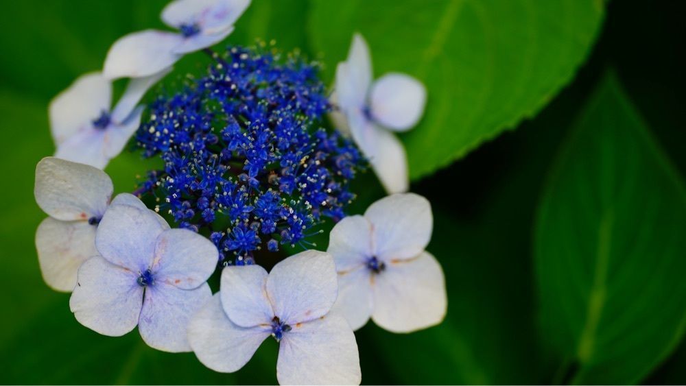 jamesさんが投稿した後楽園のハナショウブに関する口コミの画像