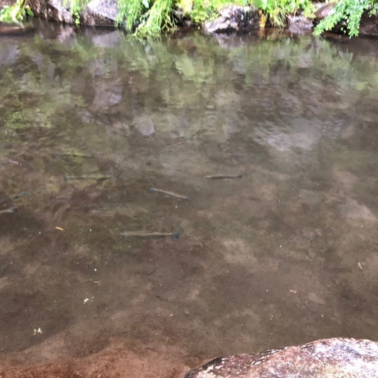 タッキーさんが投稿した紅椿の湯に関する口コミの画像