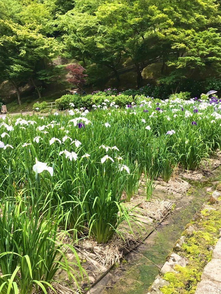 NBR OTさんが投稿した卯辰山公園に関する口コミの画像