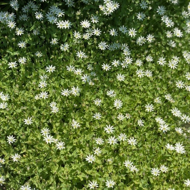 sayoさんが投稿した花七曜に関する口コミの画像