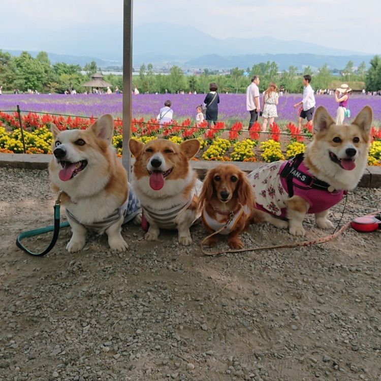 sayoさんが投稿したファームイン冨田に関する口コミの画像