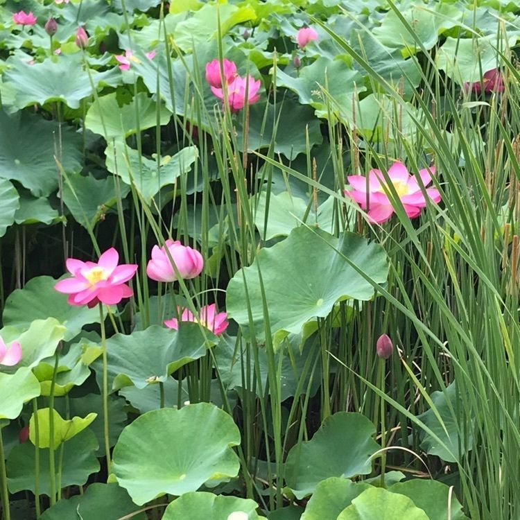 Musashiさんが投稿したエスポワールに関する口コミの画像