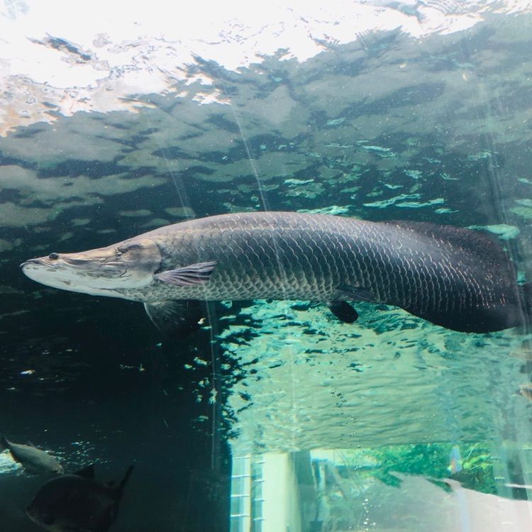 サトツルさんが投稿したなかがわ水遊園に関する口コミの画像