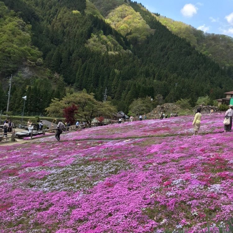 あきさんが投稿した国田家の芝桜に関する口コミの画像