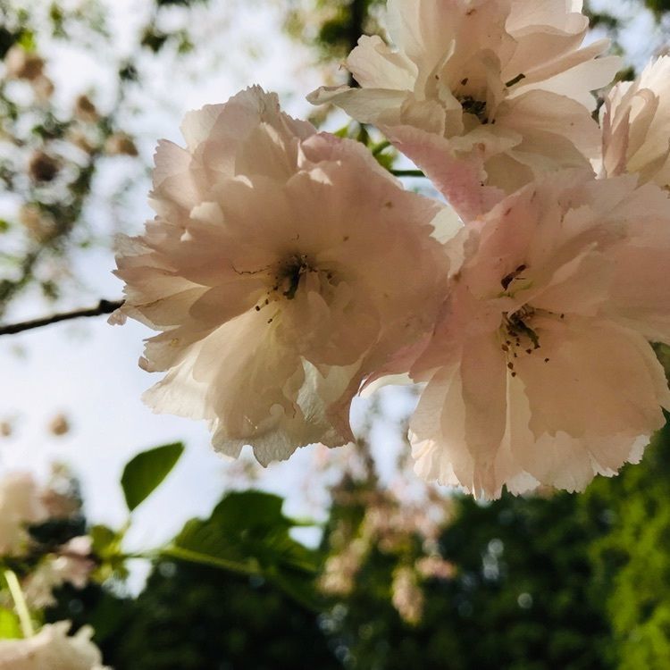 あきさんが投稿した樹木公園に関する口コミの画像