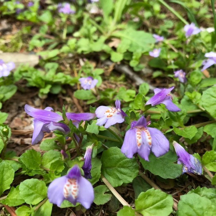 あきさんが投稿した樹木公園に関する口コミの画像