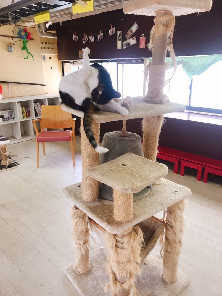 猫なぎ。さんが投稿した本格的ねこ倶楽部 ねこコレ 山形店（ねこコレ山形店）に関する口コミの画像