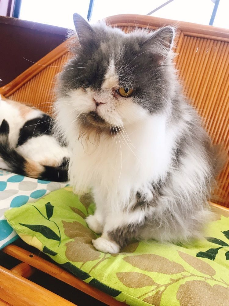 猫なぎ。さんが投稿した本格的ねこ倶楽部 ねこコレ 山形店（ねこコレ山形店）に関する口コミの画像