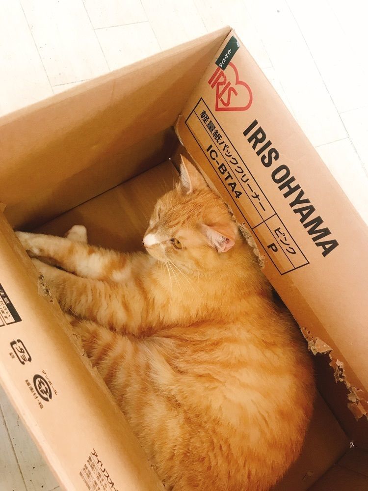 猫なぎ。さんが投稿した本格的ねこ倶楽部 ねこコレ 山形店（ねこコレ山形店）に関する口コミの画像