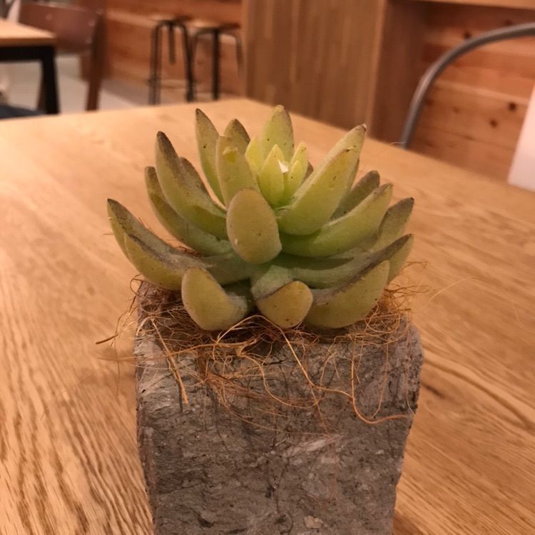 ひさちんさんが投稿したSTAY in the city AMEMURAに関する口コミの画像