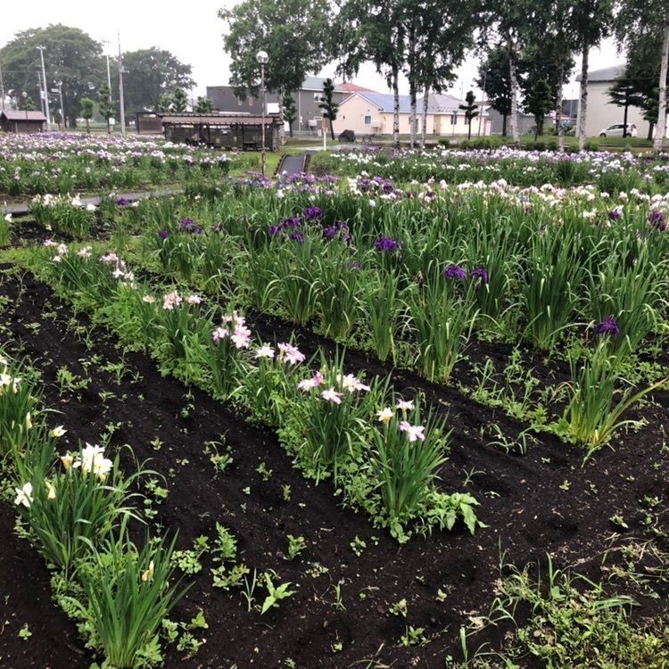 タッキーさんが投稿した芽室公園に関する口コミの画像
