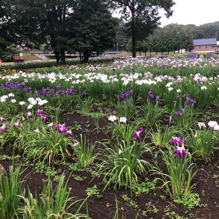 タッキーさんが投稿した芽室公園に関する口コミの画像